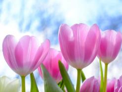 Вулкан дарит 2 000 000 рублей для милых дам